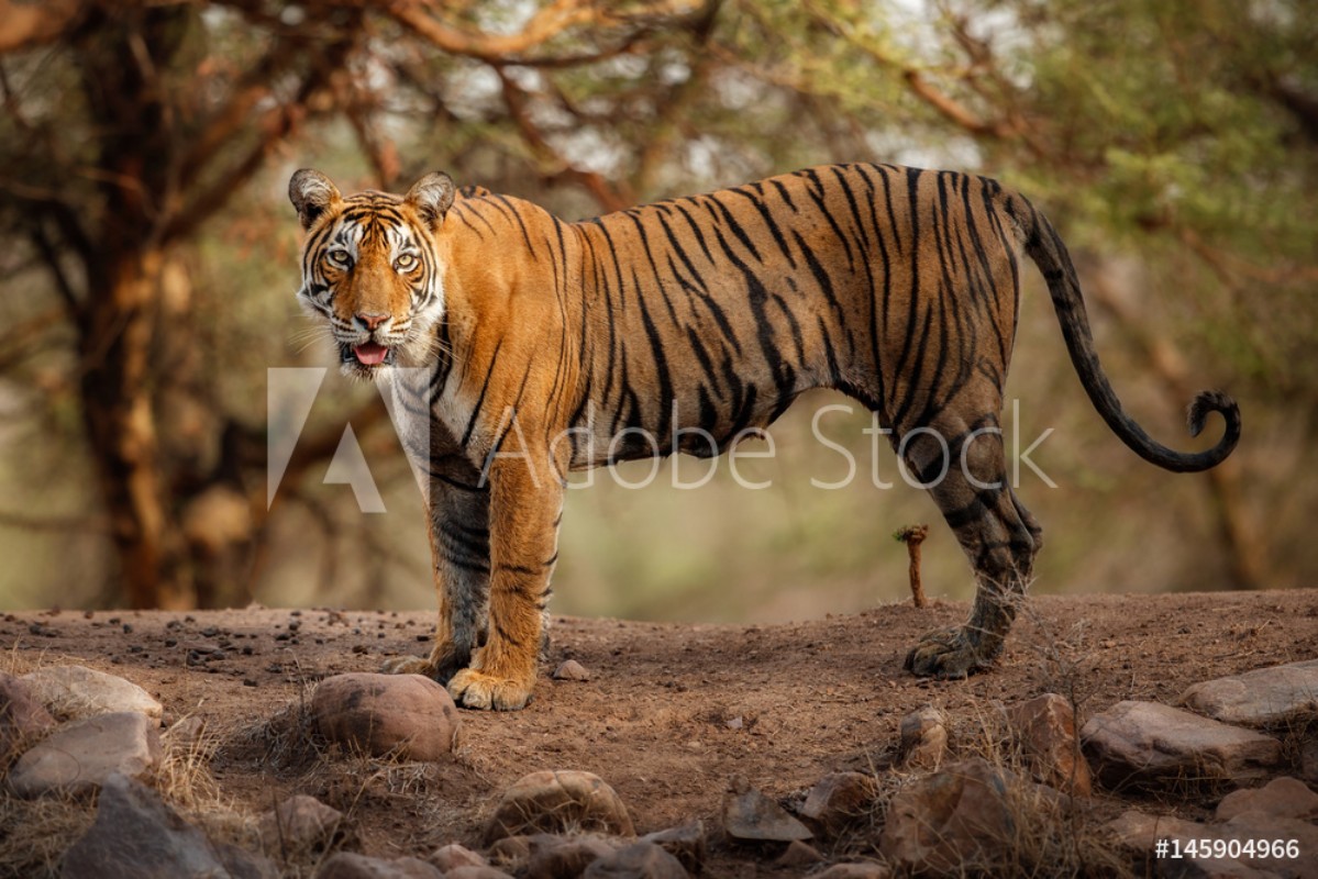 Image de Young tiger female in a beautiful place full of colorwild animal in the nature habitatIndiabig catsendangered animalsclose up with tigress